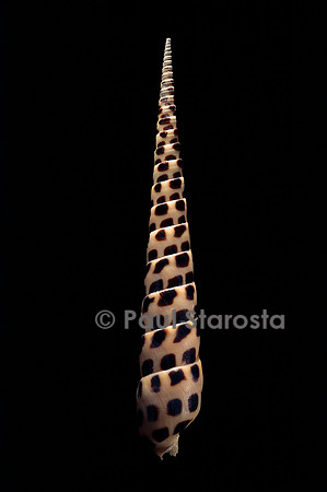 Terebra subulata