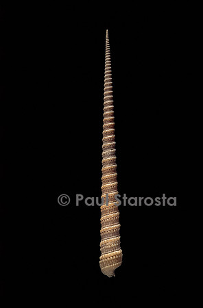 Terebra triseriata
