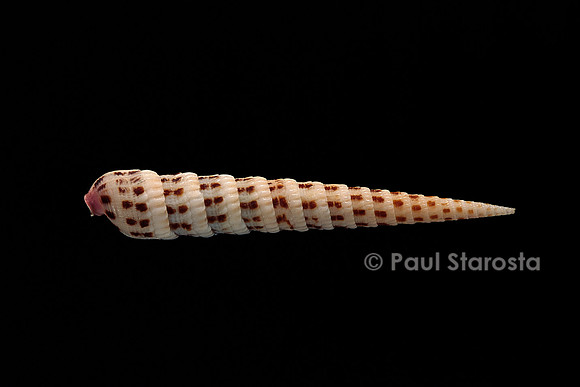 Terebra waikikiensis