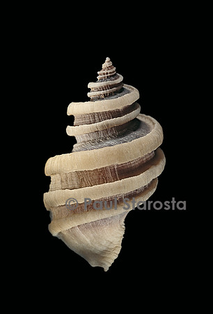 Trochia cingulata