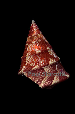Thalotia chlorostoma