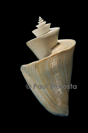 Thatcheria mirabilis