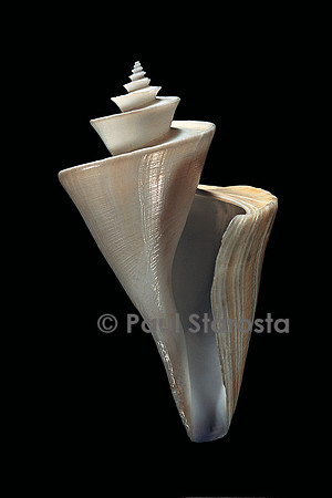 Thatcheria mirabilis