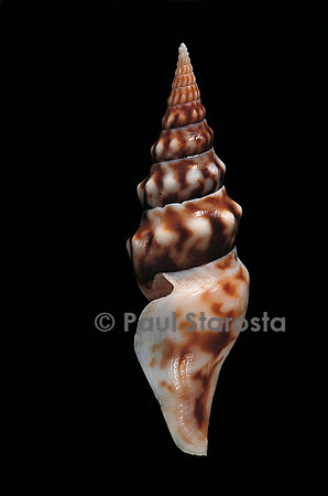 Tiariturris spectabilis