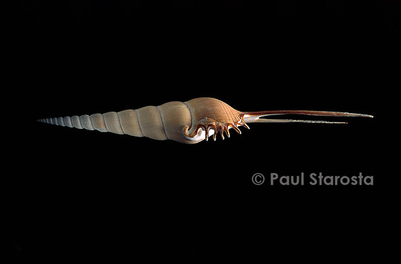 Tibia fusus