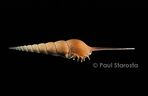 Tibia fusus