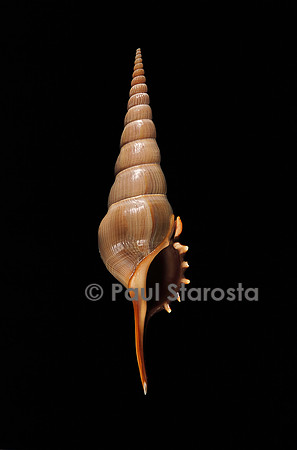 Tibia fusus melanocheilus