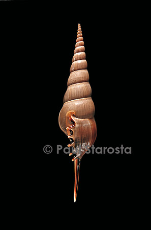 Tibia fusus melanocheilus