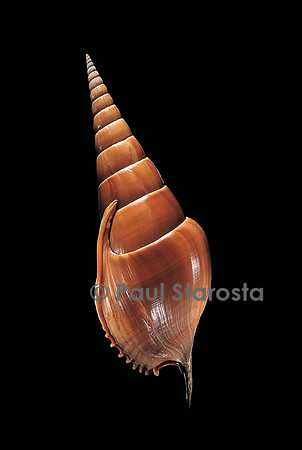 Tibia insulaechorab