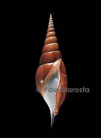 Tibia insulaechorab