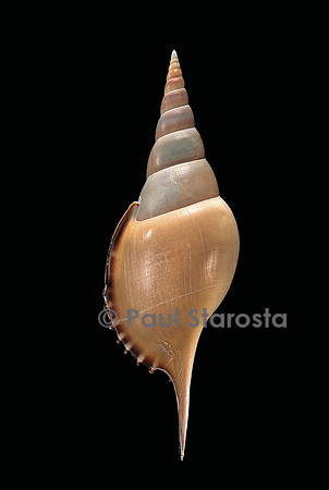 Tibia martini