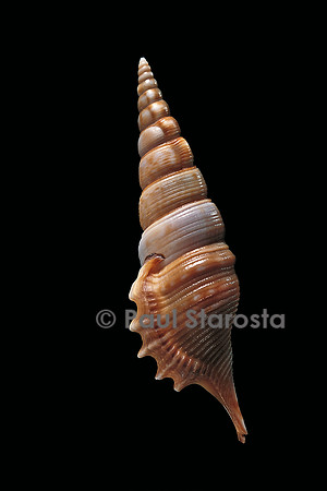 Tibia powisi