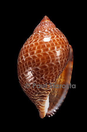 Tonna perdix