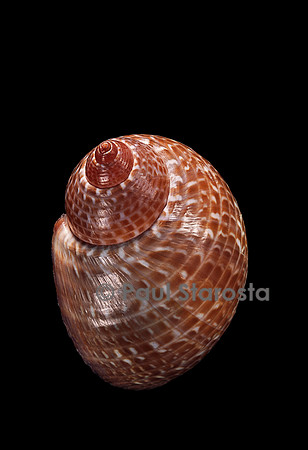 Tonna perdix