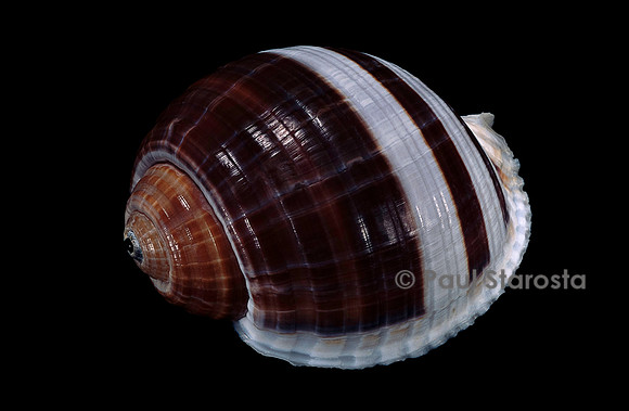 Tonna sulcosa