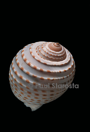 Tonna tessellata