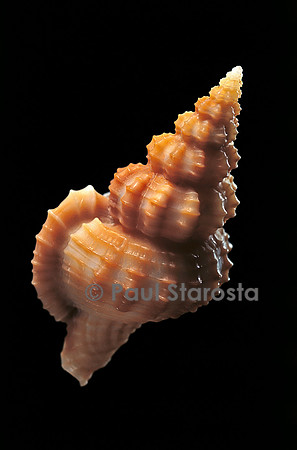 Trajana perideris