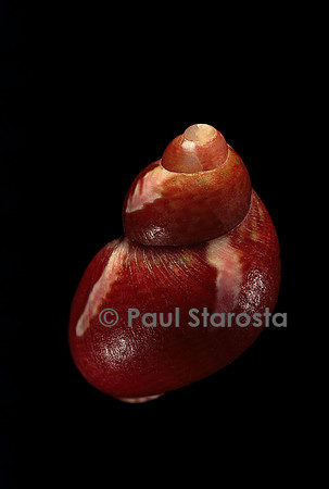 Tricolia capensis