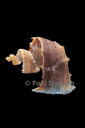 Trigonostoma milleri