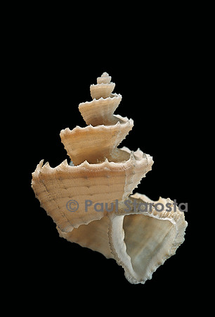 Trigonostoma pellucida