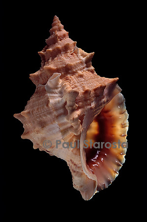 Tritonium bufo