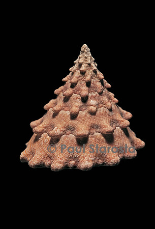 Trochus dentatus