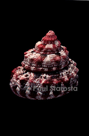 Trochus ferreirai