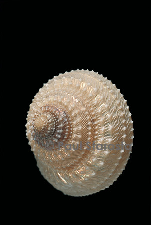 Calliotropis glypta