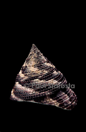 Trochus maculatus