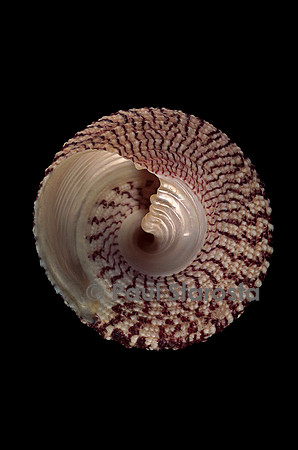 Trochus maculatus
