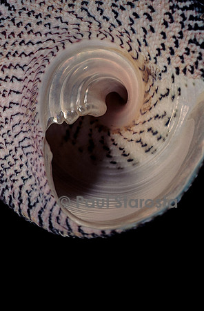Trochus maculatus
