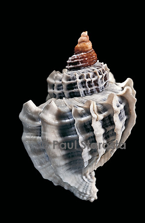 Trophon geversianus