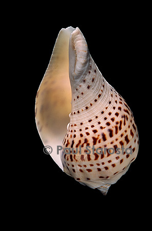 Turbinella pyrum