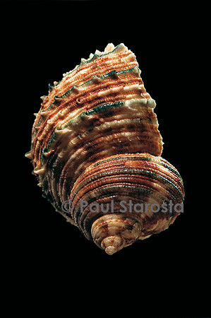 Turbo argyrostomus (turban à bouche d'argent)