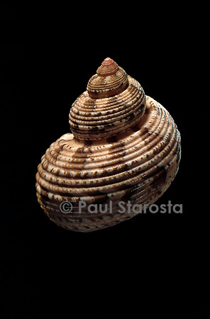 Turbo canaliculatus