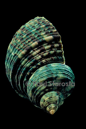 Turbo chrysostomus