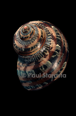 Turbo petholatus