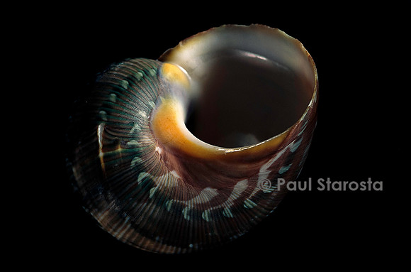 Turbo petholatus