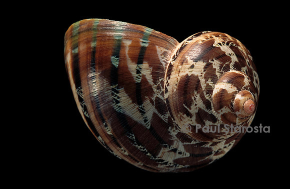 Turbo petholatus