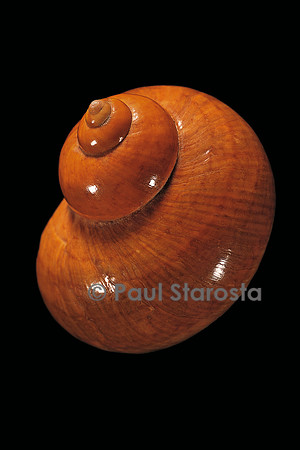 Turbo petholatus (turbo tapisserie)