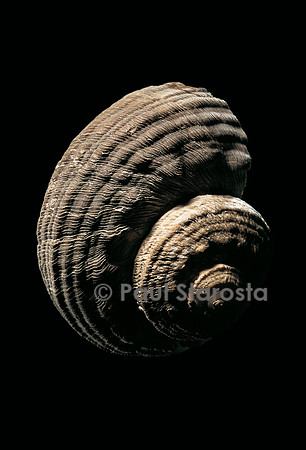 Turbo torquatus (turban rugueux)