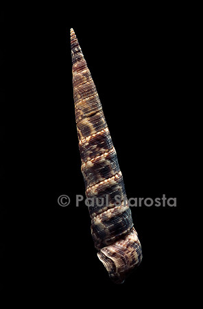Turritella goniostoma