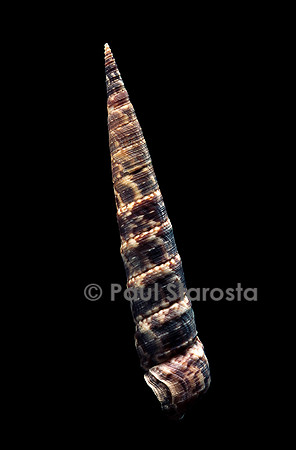 Turritella goniostoma