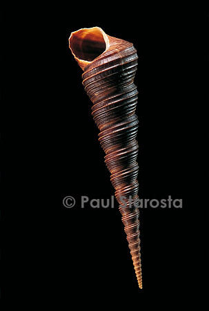Turritella terebra
