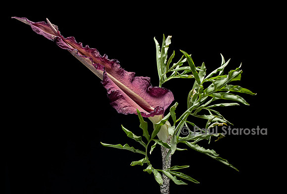 Dracunculus vulgaris (arum petit-dragon, dragonne serpentaire, serpentaire)