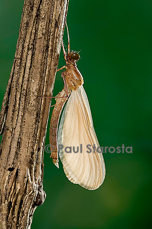 Calopteryx virgo (agrion vierge) - éclosion de l'adulte