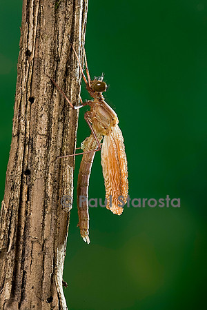 Calopteryx virgo (agrion vierge) - éclosion de l'adulte