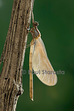 Calopteryx virgo (agrion vierge) - éclosion de l'adulte
