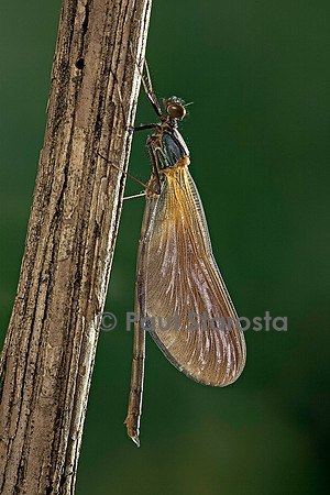 Calopteryx virgo (agrion vierge) - éclosion de l'adulte