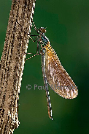 Calopteryx virgo (agrion vierge) - éclosion de l'adulte